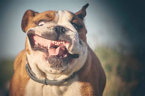 English Bulldog Teeth of all time Check it out now | bulldogs