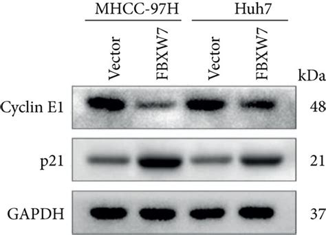 Fbxw7 Overexpression Inhibits The Stem Cell Like Properties Of Hcc Download Scientific Diagram