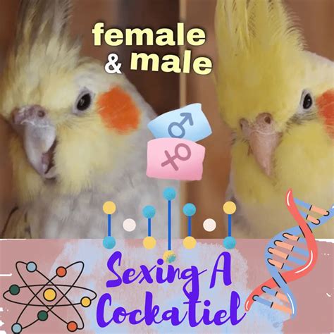 Sexing A Cockatiel Cockatiel Dna Test Details And Result