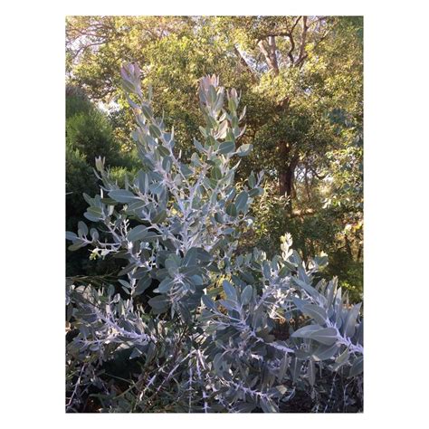 Eucalyptus pleurocarpa (form) | Kings park, Botanical gardens, Park photos