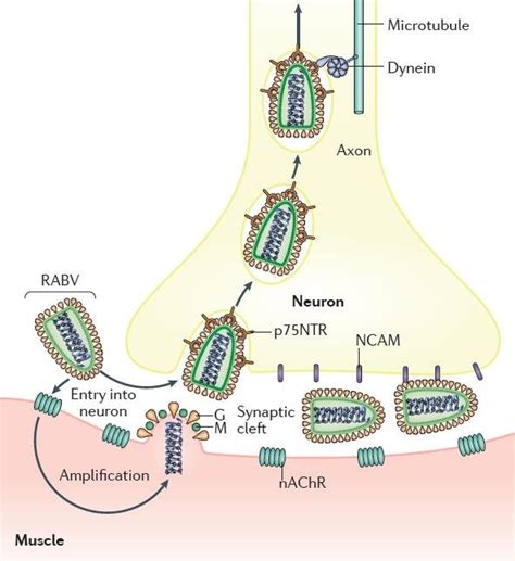 Receptor Mediated Endocytosis At The Presynaptic Membrane From Fooks