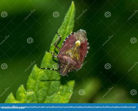 A Brown Bug Sits on a Green Plant Leaf. Garden Insect Pest Stock Photo - Image of bugs, fragrant ...