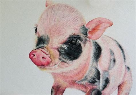 Original Colored Pencil Drawing Realistic Small Piglet Pink And Black