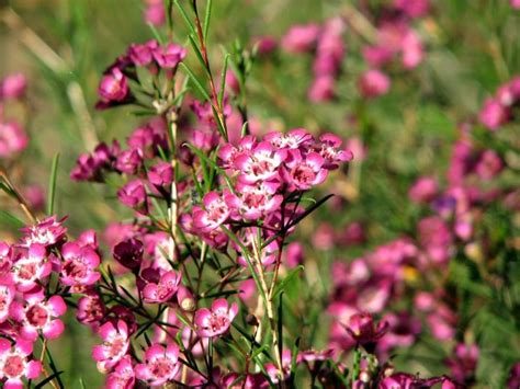 Wax Flower Chamelaucium Uncinatum Piante Da Giardino Wax Flower Arbusti