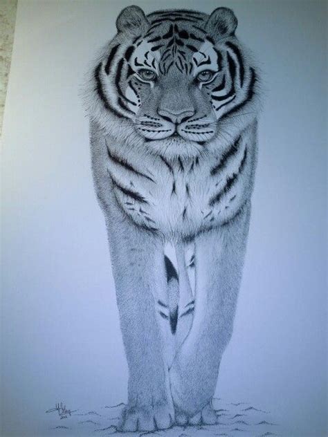 Amur Tiger Pen And Ink Drawing