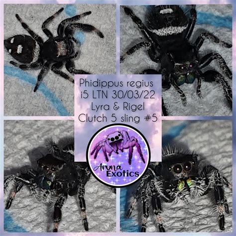 Phidippus regius #5.5 – Aruna Exotics