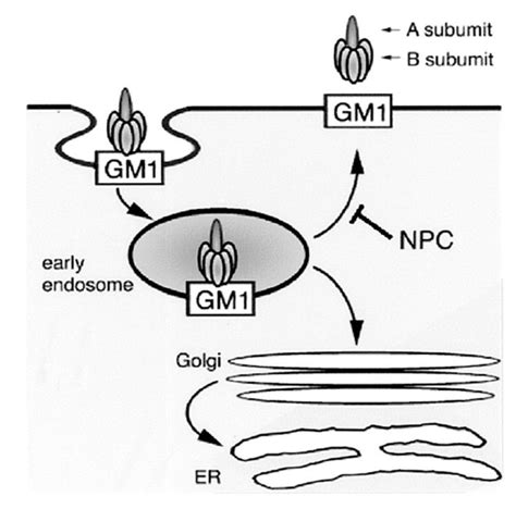 GM1 - Alchetron, The Free Social Encyclopedia