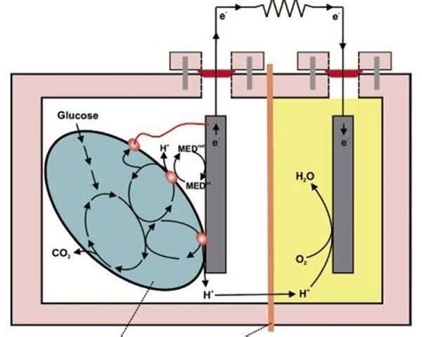 This Is How Microorganisms Can Produce Renewable Energy For Us