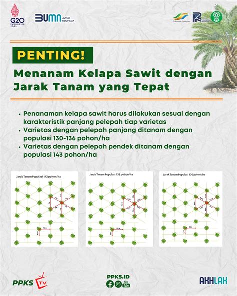 Jarak Tanam Kelapa Sawit Yang Benar Panduan Lengkap Untuk Hasil Optimal