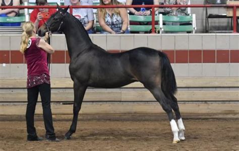 National And World Champions Ledyard Farms