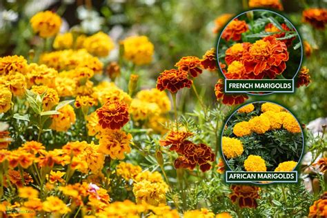 Do Marigolds Need Full Sun? [Comprehensive Guide For Beginners]