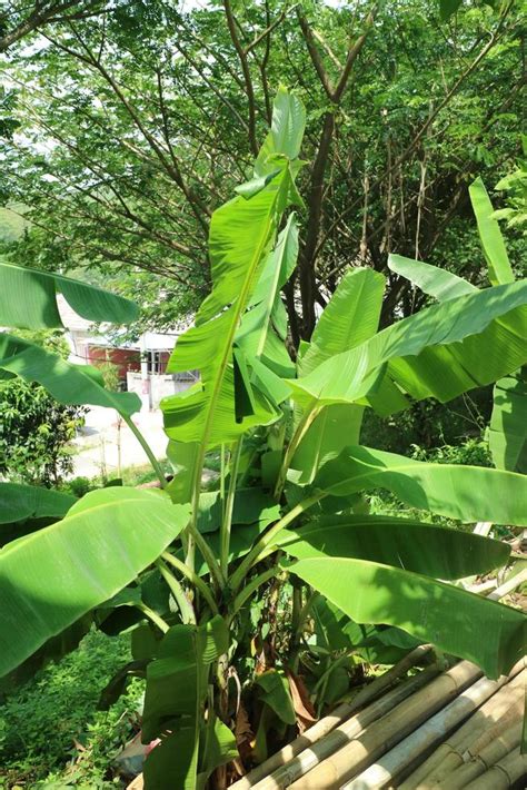 Bananier Avec Des Feuilles Vertes Qui Poussent Dans Le Jardin 13247131