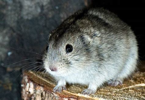 Степная пеструшка (Lagurus lagurus) – Мир Знаний