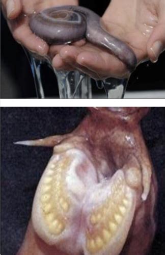 Lab Craniates Lamprey Dissection Flashcards Quizlet