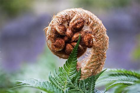 Monkey Tail Fern Photograph by Paul Madura