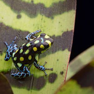 Amazon Poison Arrow Frog By Dirk Ercken Poison Arrow Frog Poison Dart