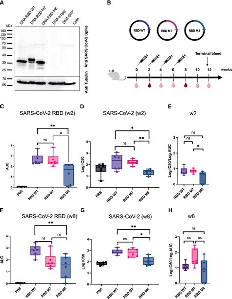 Frontiers Glycan Masking Of A Non Neutralising Epitope Enhances