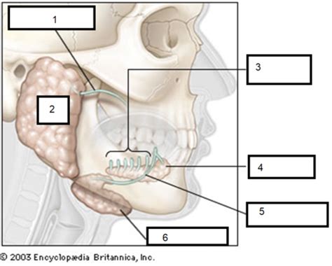 605 S2 Salivary Glands M Flashcards Quizlet