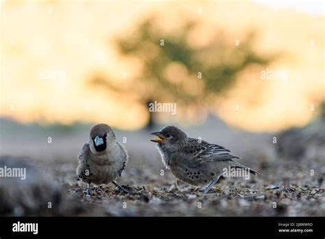 Sociable Weaver Bird Philetairus Socius On The Grownd Stock Photo Alamy