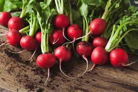 Heirloom / Non-GMO - Radish - Garden Seeds - Official Online Store!