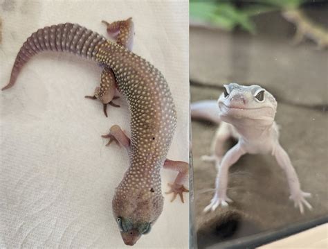 RandallBoggs - Leopard Gecko — Barry R Kirshner Wildlife Sanctuary