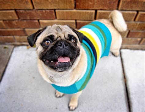 Cool Pug - Great Photos ~ Breeds of small dogs : best small dog breeds