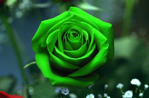 Beautiful Green Rose Wallpapers - Wallpaper Cave