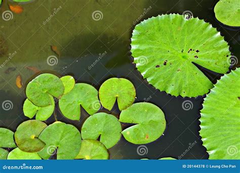 Plantas Flotantes En Piscina Foto De Archivo Imagen De Verano