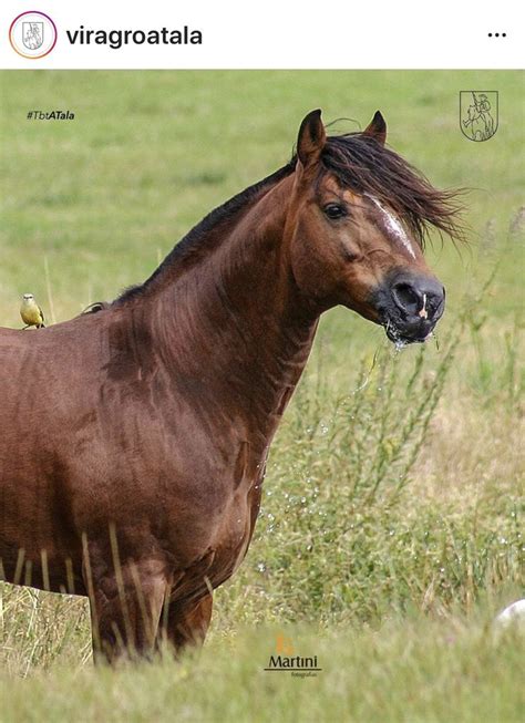 Pin De Viragro Ave Em Viragro Cabanha A Tala Cavalos Cavalo Crioulo