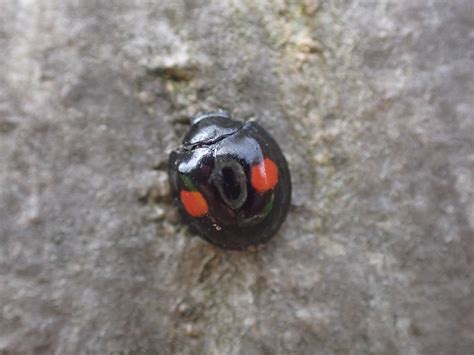 Black with red spots: What's my Ladybird? - Natural History Society of
