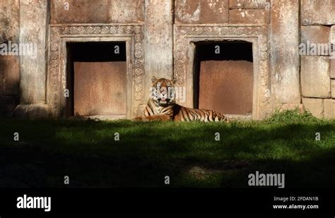 Sunda tiger Stock Videos & Footage - HD and 4K Video Clips - Alamy