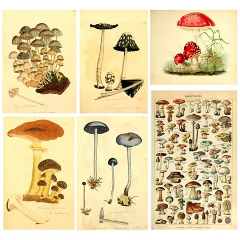 Educational Vintage A3 A4 A5 Mushroom Chart Science Fungi Art Biology Poster £3 99 Picclick Uk