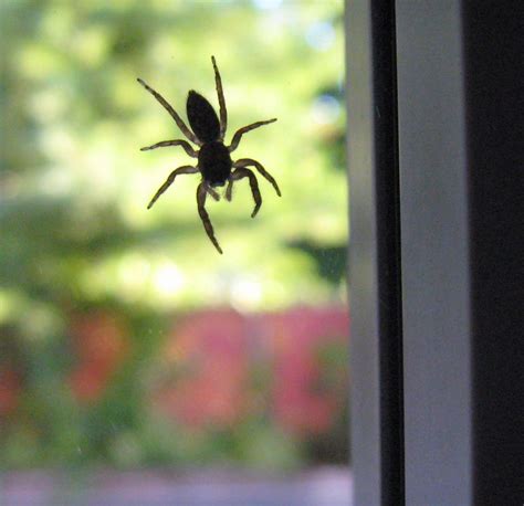 Spider On The Window If You Want To Live And Thrive Let T Flickr