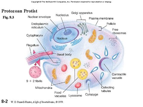 Protista Lab Intro Protist Habitats Are Also Diverse