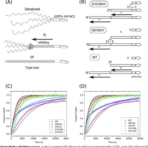 Figure From Vascular Ehlers Danlos Syndrome Mutations In Type Iii