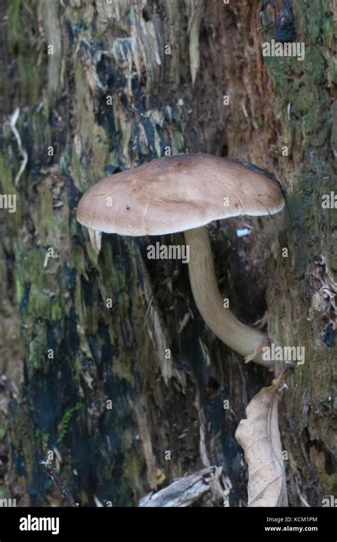 Deer Mushroom Pluteus Cervinus On A Birch Tree Stump Stock Photo Alamy