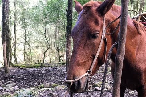 Luego de más de dos décadas confirman un caso de encefalitis equina en