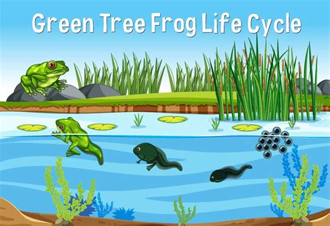 Green Tree Frog Life Cycle 2085658 Vector Art at Vecteezy