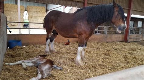 Shire Horse Foal