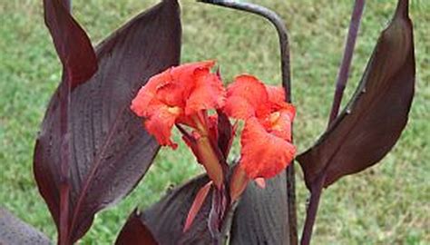 How to Plant Canna Bulbs | Garden Guides