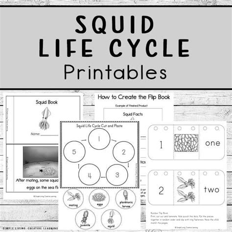 Squid Life Cycle Printables