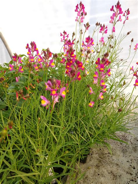 IMG_20210520_fragrant linaria | Amazing Flower Farm