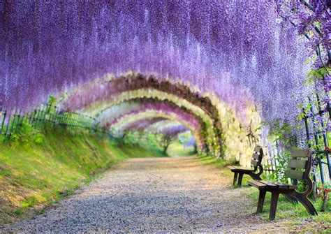 Japans Wisteria Flower Tunnels Gearing Up For Full Bloom Travel News