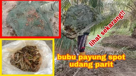 Tes Spot Udang Parit Bubu Payung Dapat Banyak Udang Terbaru 2020