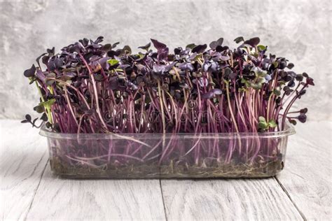 Fresh Microgreens Close Up Of Amaranth Microgreens Purple Leaves And