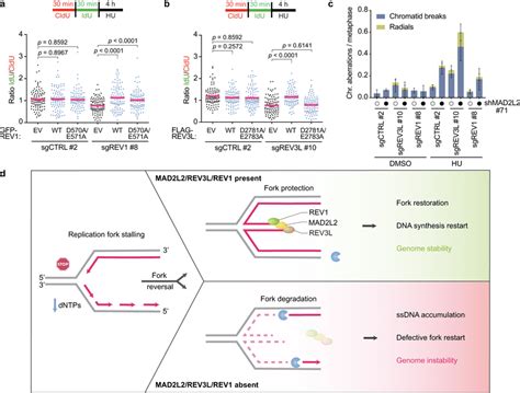 MAD2L2 REV1 And REV3L Polymerase Activity Are Required For Replication