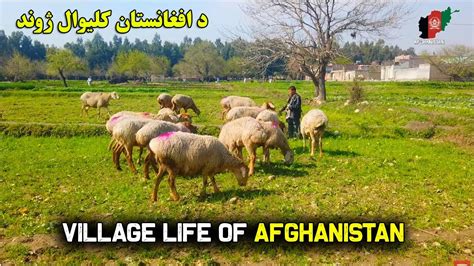 The Village Life Of Afghanistan Nangarhar Province 2020 Hd Youtube