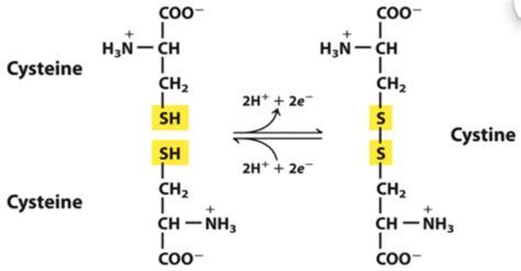 Levels Of Protein Structure Flashcards Quizlet