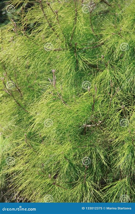 Ramas Del Pino Verde Con Las Agujas Largas Imagen De Archivo Imagen