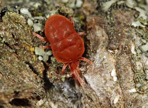 Trombidium Holosericeum Rote Samtmilbe